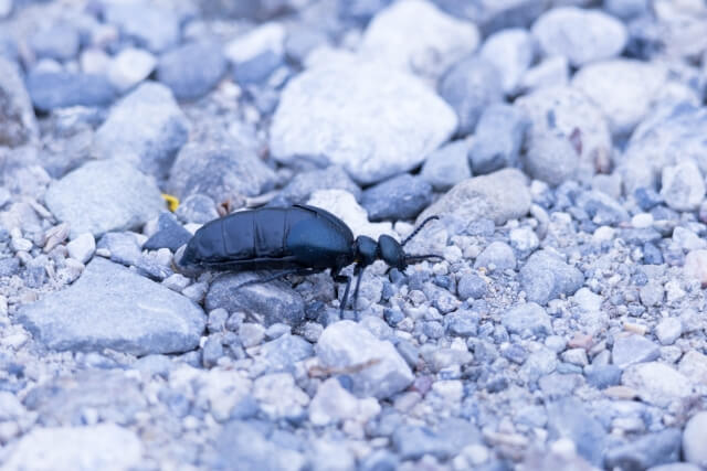 ツチハンミョウ