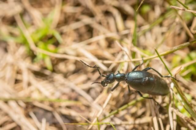 ツチハンミョウ
