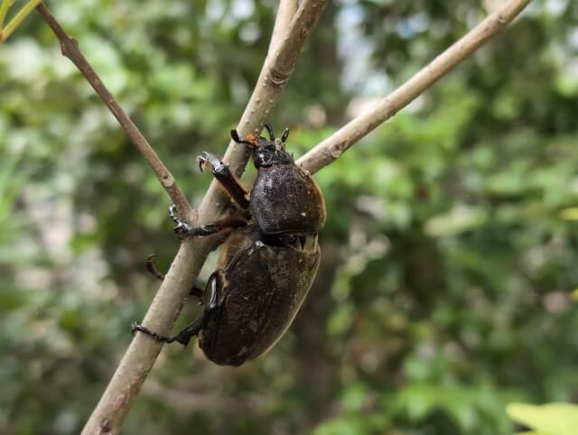 カブトムシ　メス