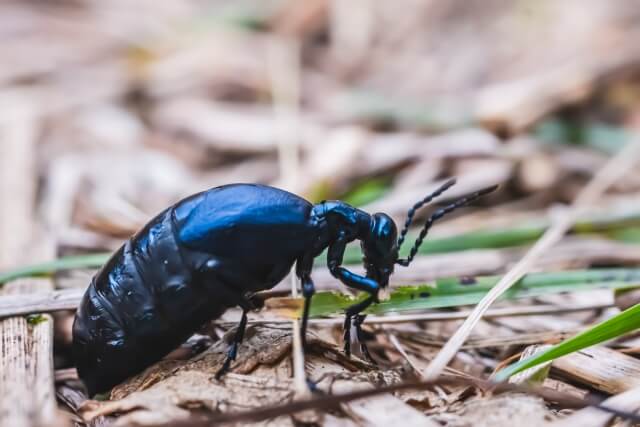 ツチハンミョウ