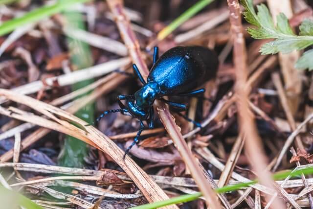 ツチハンミョウ