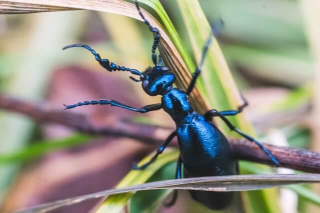 ツチハンミョウ