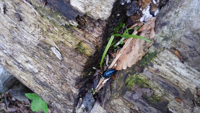 ツチハンミョウ