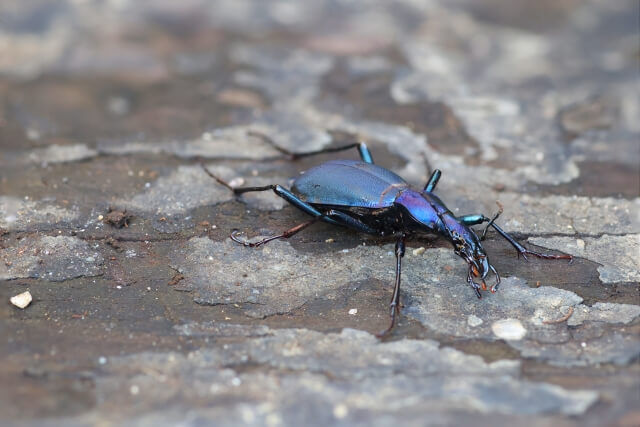 マイマイカブリ