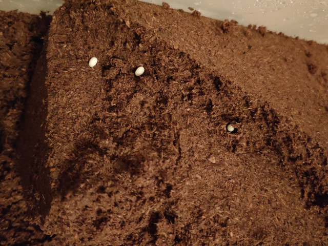 カブトムシ　卵