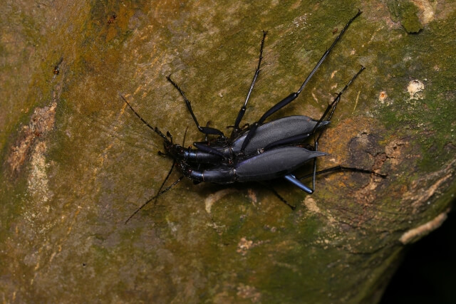 マイマイカブリ