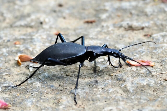 マイマイカブリ