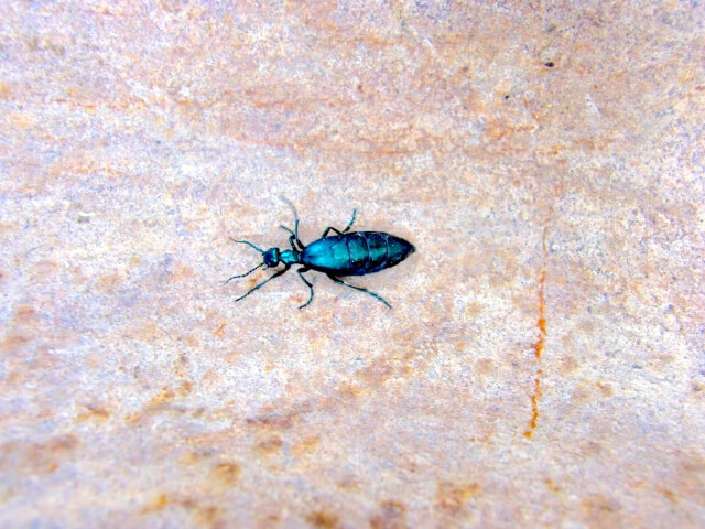 ツチハンミョウ