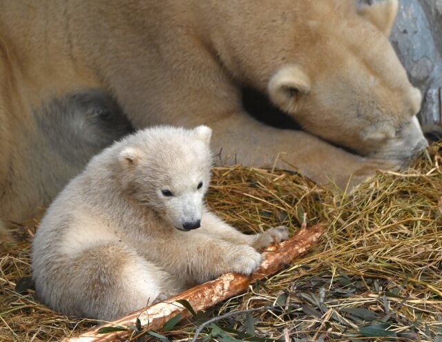ホッキョクグマ 幼獣