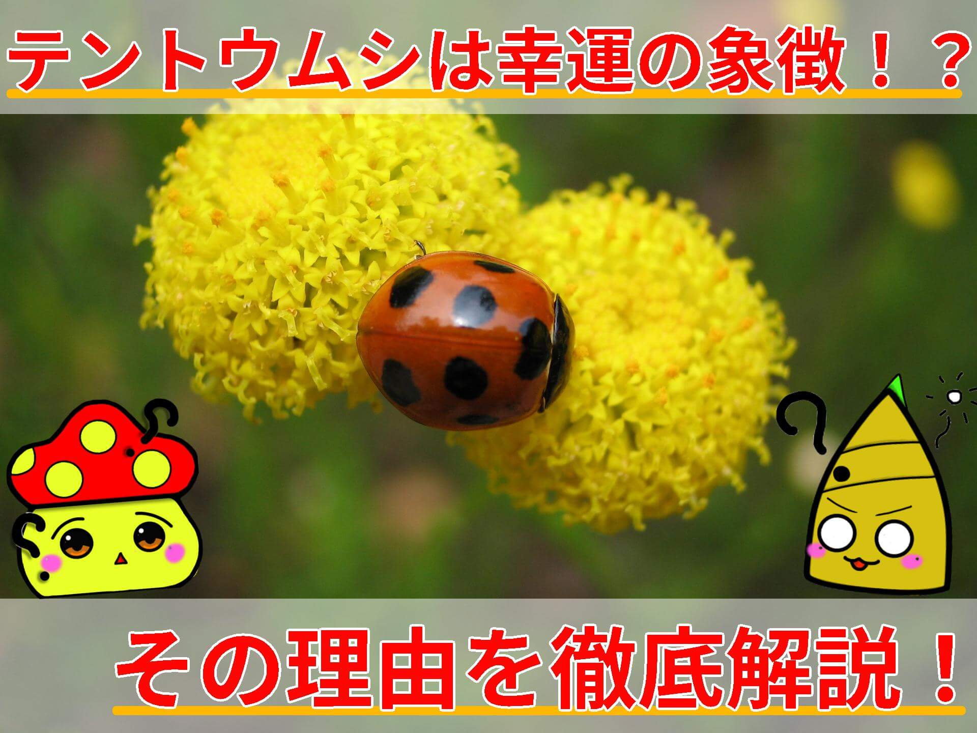テントウムシ 幸運 なぜ