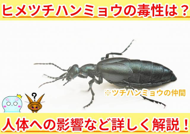 ヒメツチハンミョウ 毒性