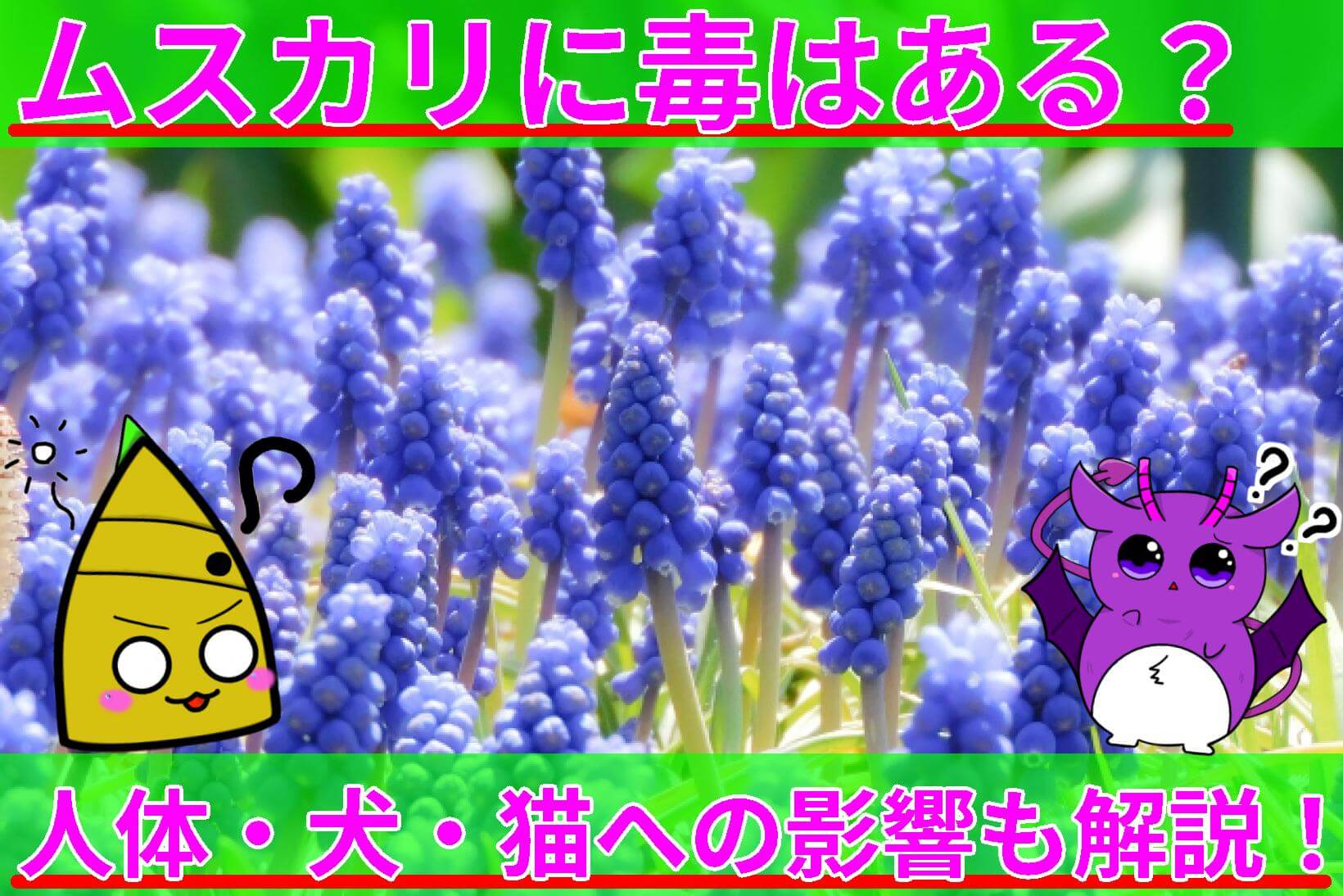 ムスカリ 毒性 サムネ