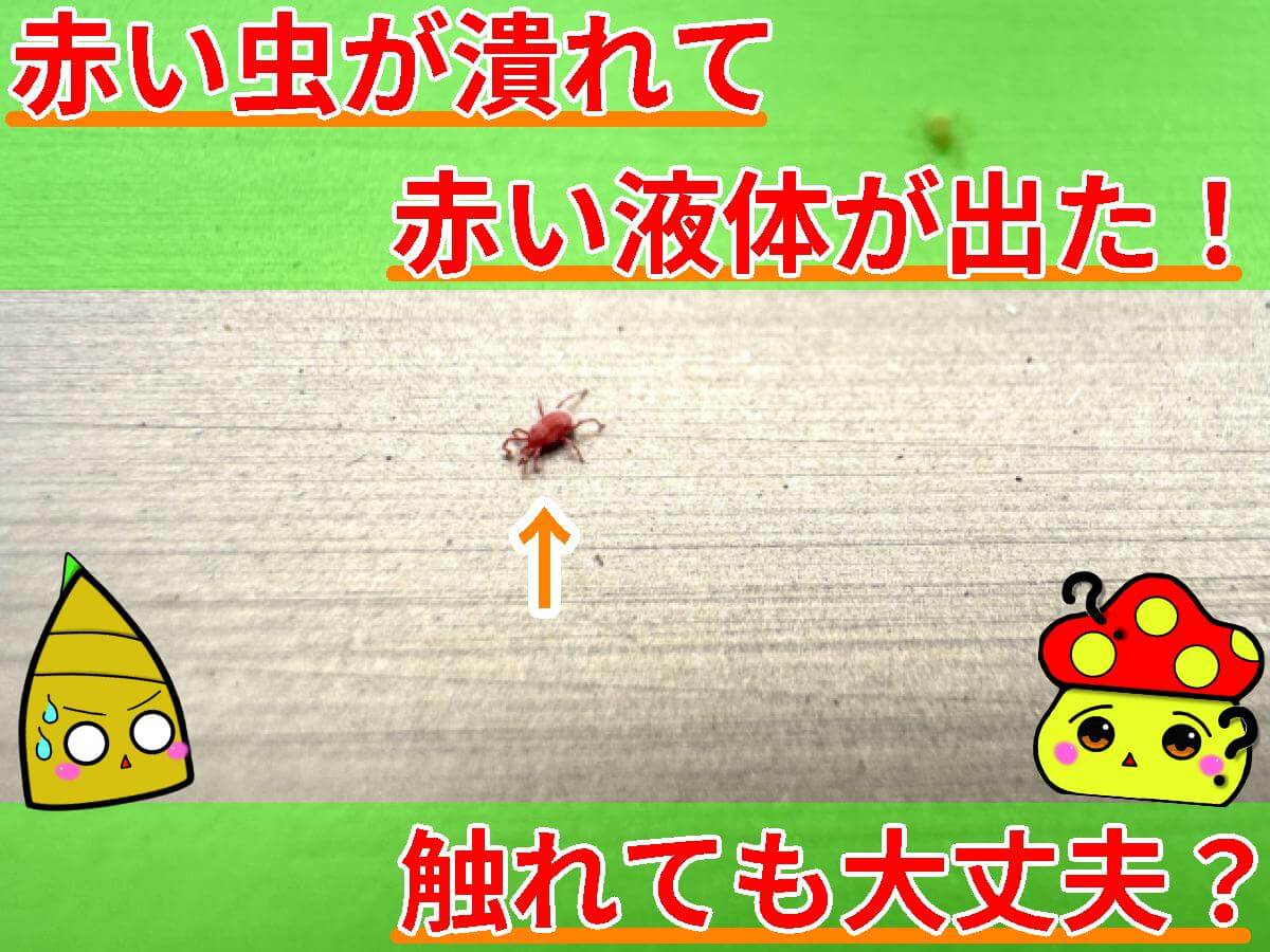 赤い虫 赤い液体