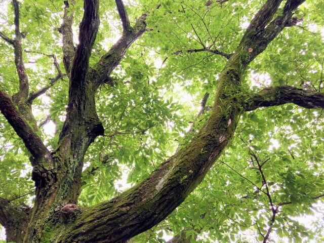 コナラの木