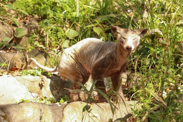 疥癬の可能性が高いタヌキ