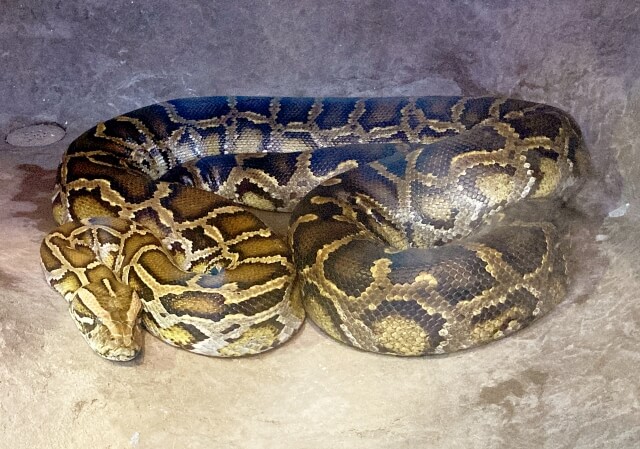 ニシキヘビの仲間