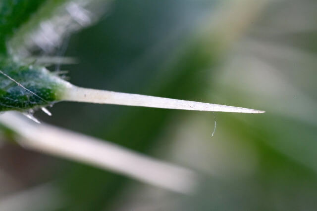 アメリカオニアザミのトゲ