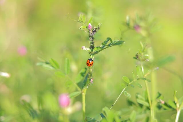 カラスノエンドウ　アブラムシ　テントウムシ
