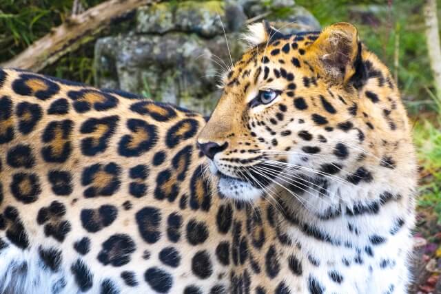 アムールヒョウ