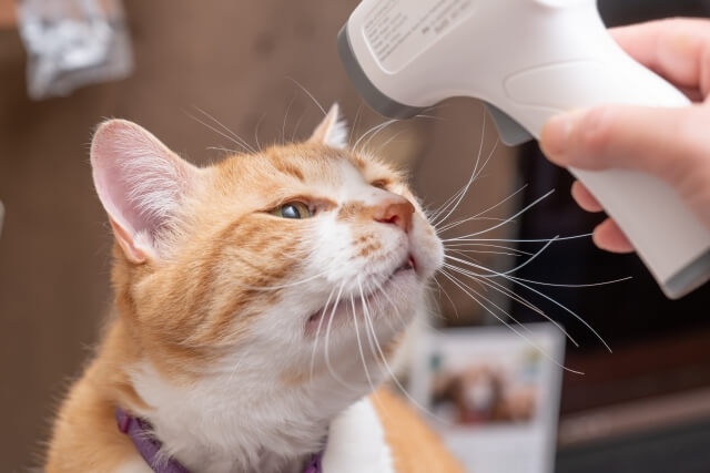 検温されている猫