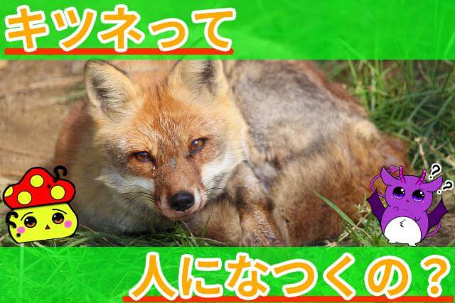 キツネ 人になつく？