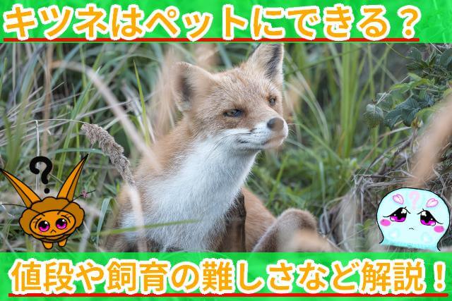 キツネ 値段 サムネ