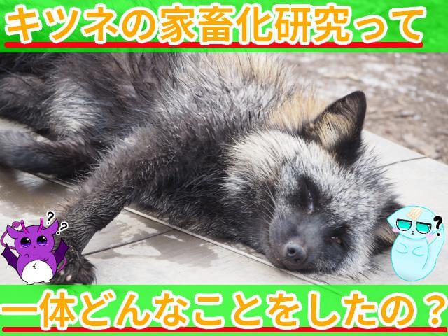 キツネ 家畜化研究