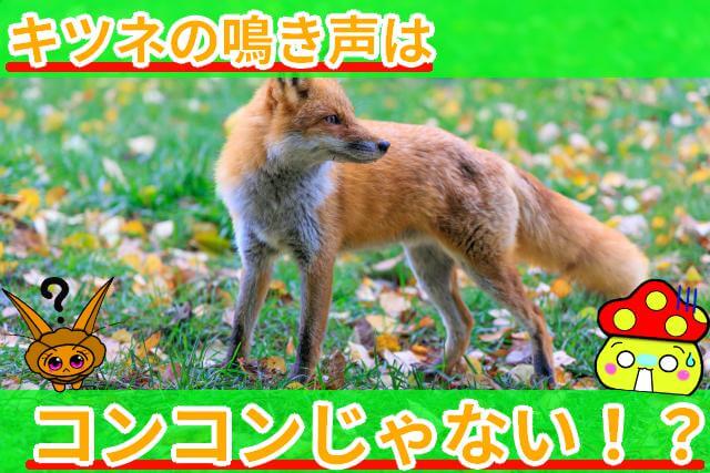 キツネ 鳴き声 理由 サムネ