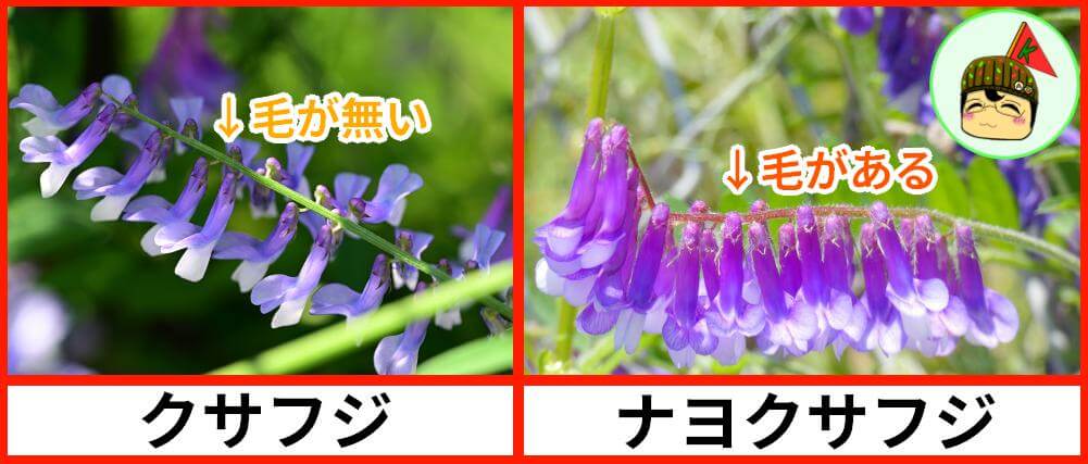 クサフジ ナヨクサフジ 毛の有無