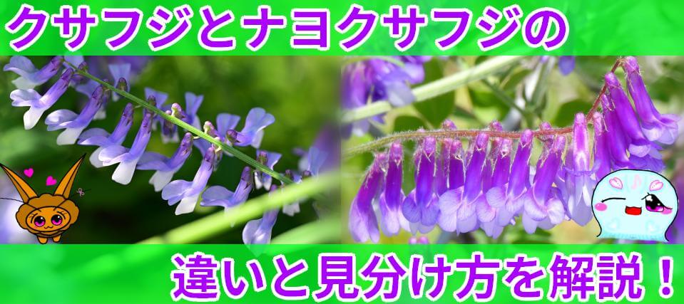 クサフジ ナヨクサフジ 違い 見分け方