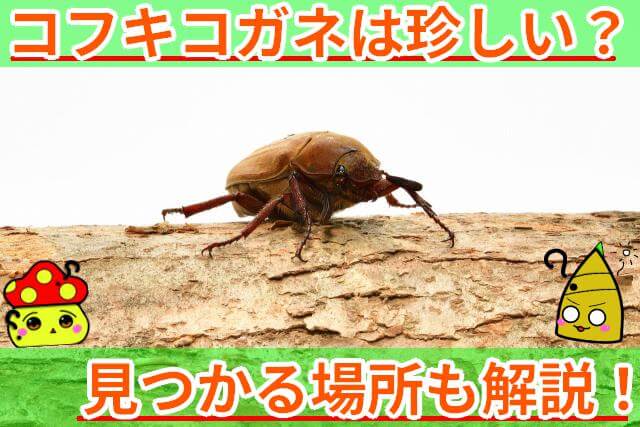 コフキコガネ 珍しい？　