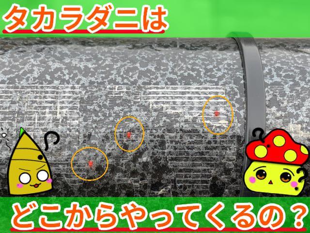 タカラダニ どこからやってくる