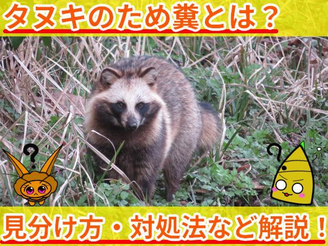 タヌキ ため糞 サムネ