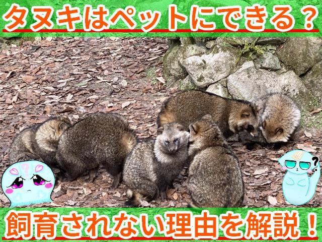 タヌキ ペットにできる