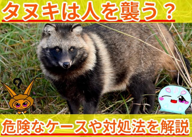 タヌキ 人を襲う