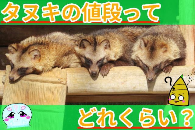 タヌキ 値段