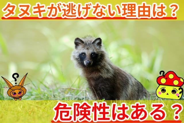 タヌキ 逃げない サムネ