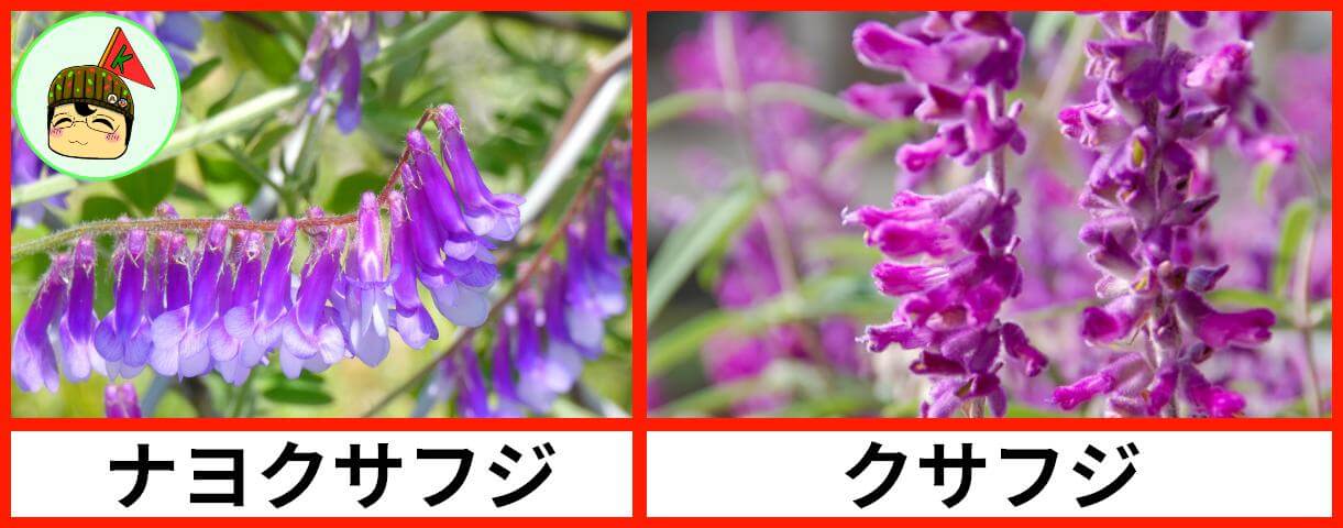 ナヨクサフジ クサフジ 花の密度