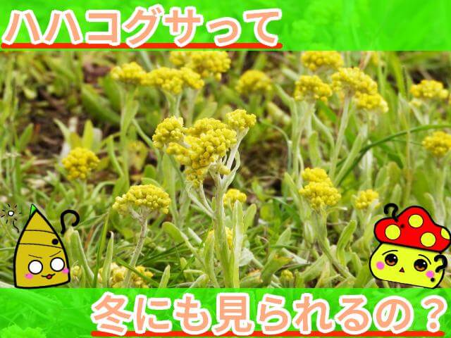 ハハコグサ 冬でも見られる？ サムネ