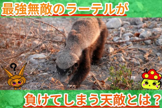 最強無敵のラーテル 負ける天敵 サムネ