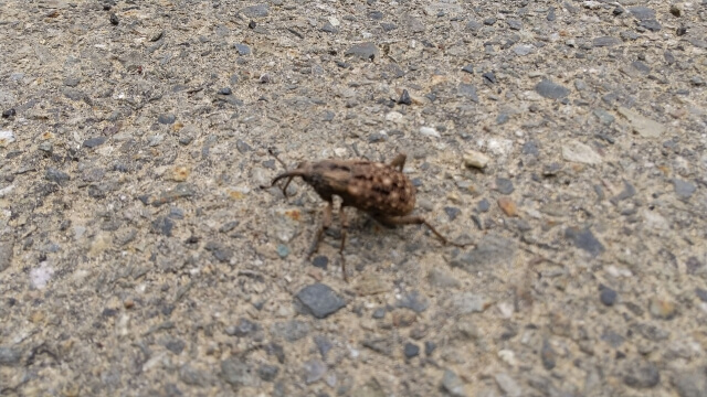 オオゾウムシ