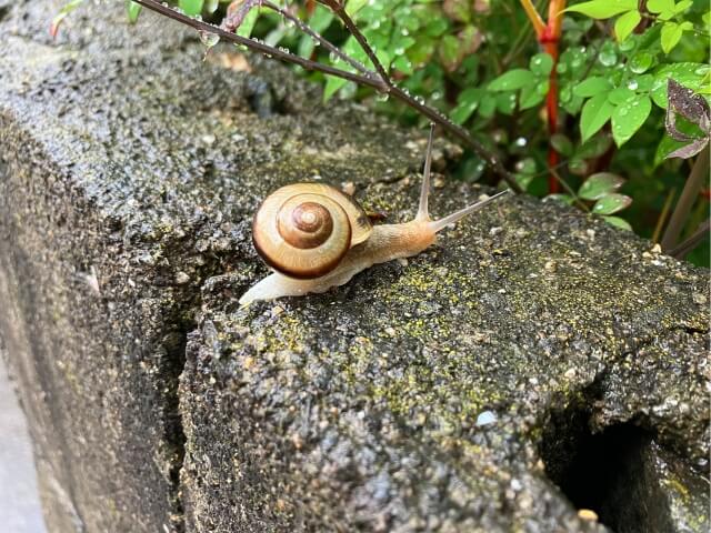 カタツムリ