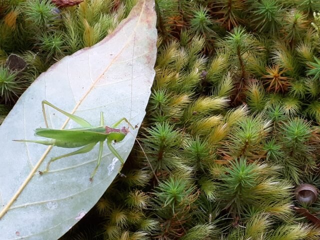 ウマオイ