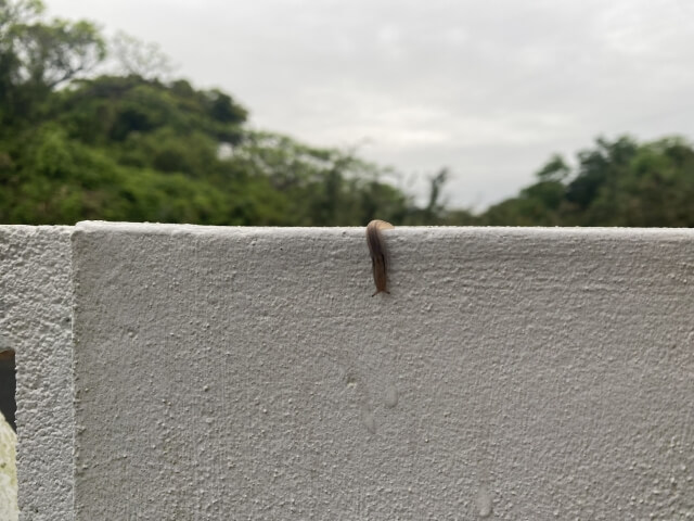 ナメクジ