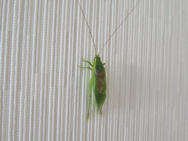 アオマツムシ