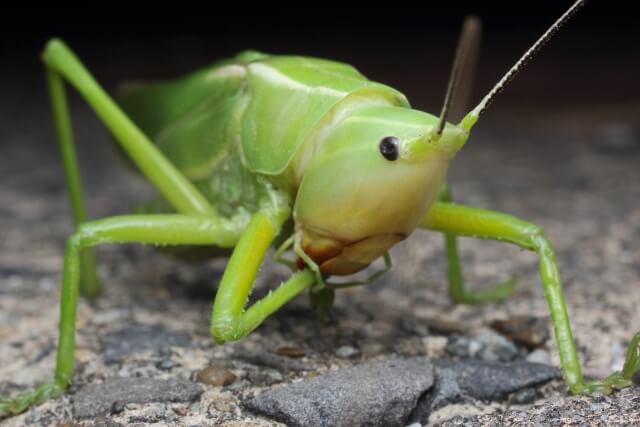 カヤキリ
