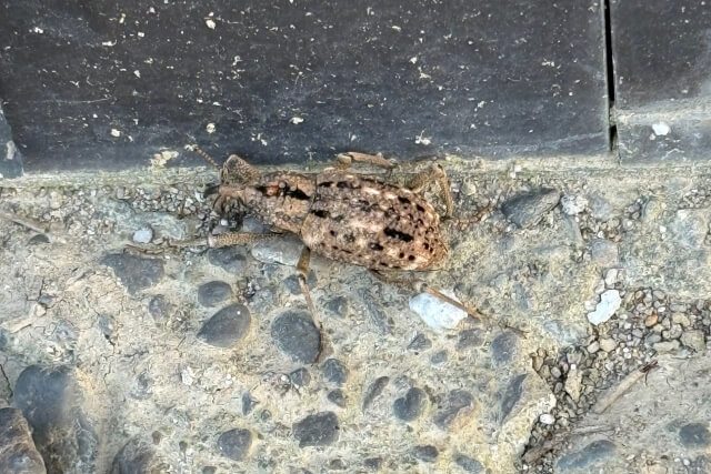オオゾウムシ