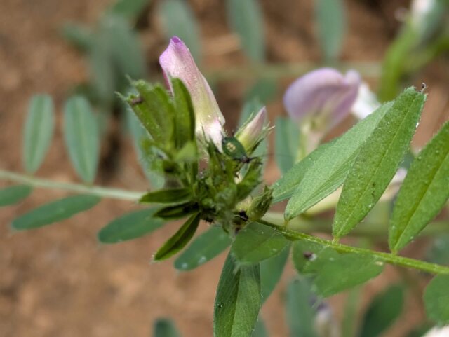 カラスノエンドウとアブラムシ