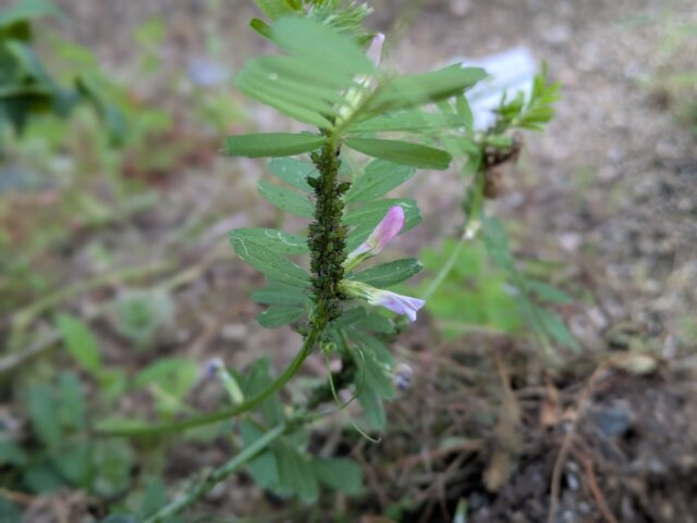 カラスノエンドウとアブラムシ