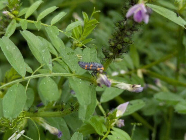 カラスノエンドウ アブラムシ ナナホシテントウ